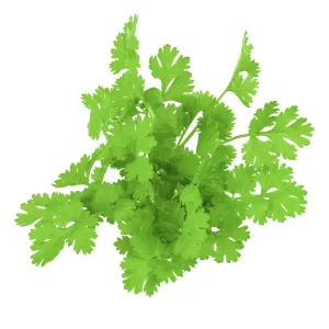 Coriandre