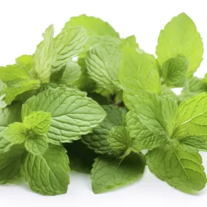 Menthe